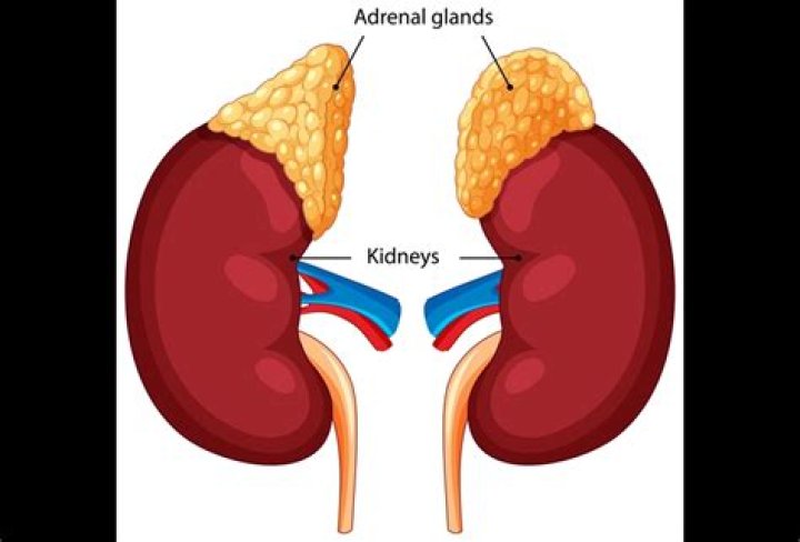 How do I know if my adrenal glands are not working properly?
