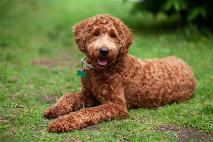 How do I know if my Labradoodle is hypoallergenic?