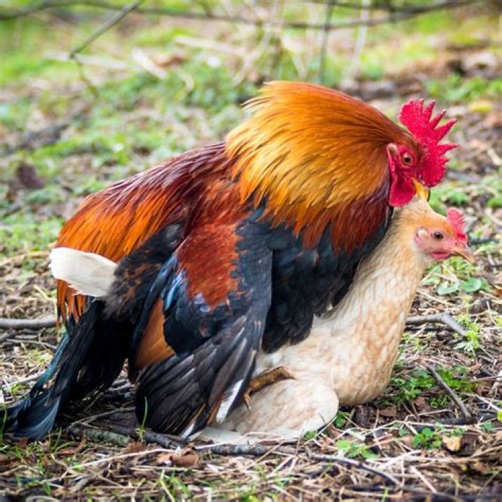 How do I know if my roosters are mating?
