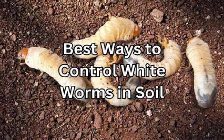 How do I raise worms in my garden?