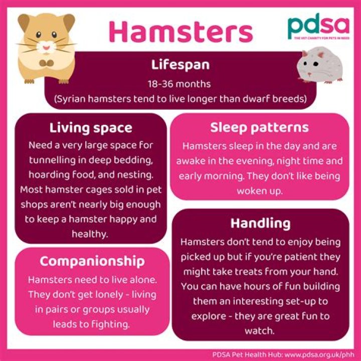 How do I take my hamster for a walk?