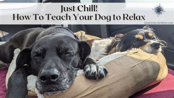 How do I teach my dog to calm down and relax on cue?