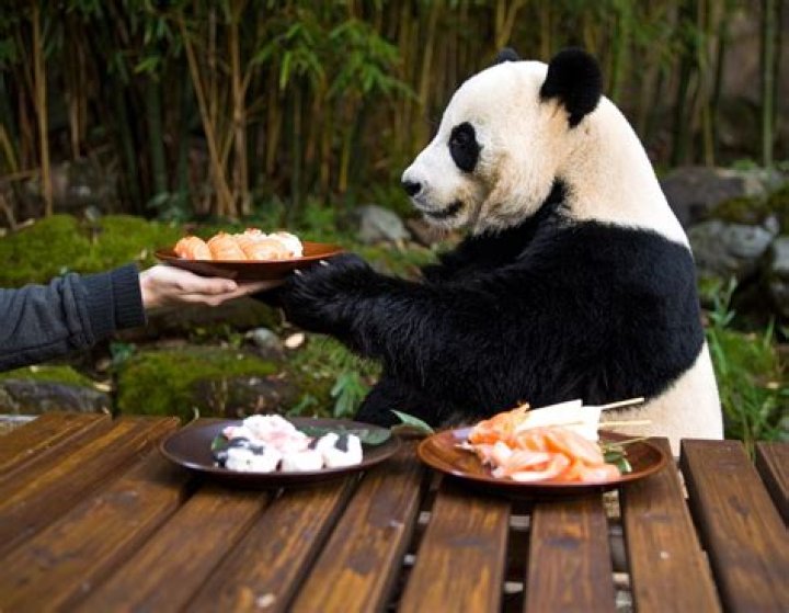 How do PANDAS detox?
