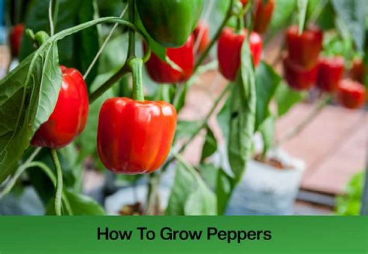 How do peppers grow successfully?