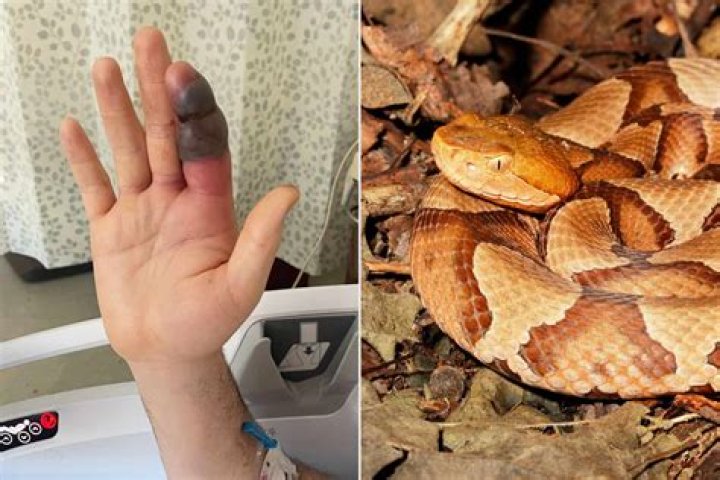 How do snake get in houses?