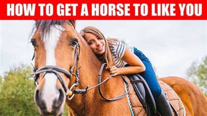 How do u know if a horse likes you?