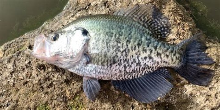 How do you attract crappie?
