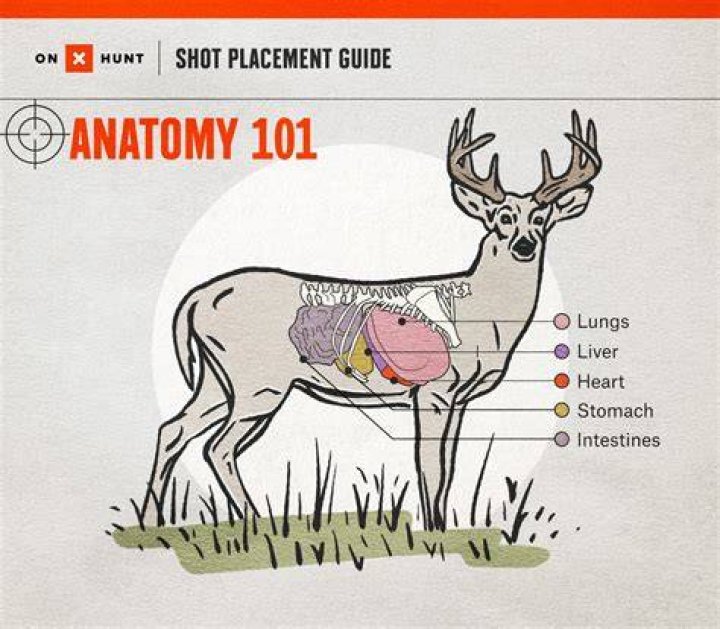 How do you attract deer when hunting?