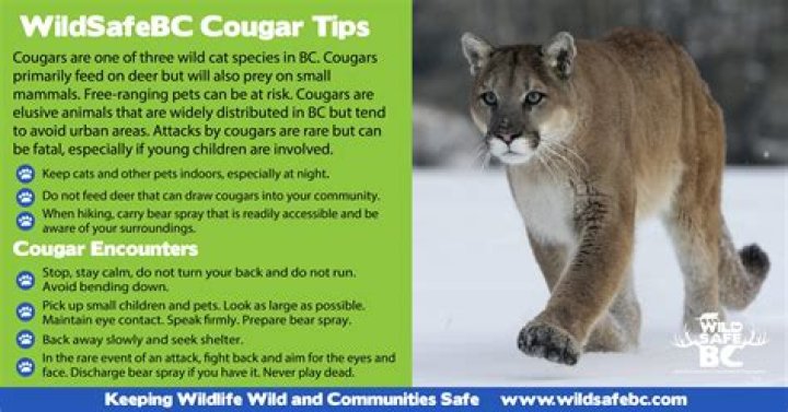 How do you avoid cougars when hiking?