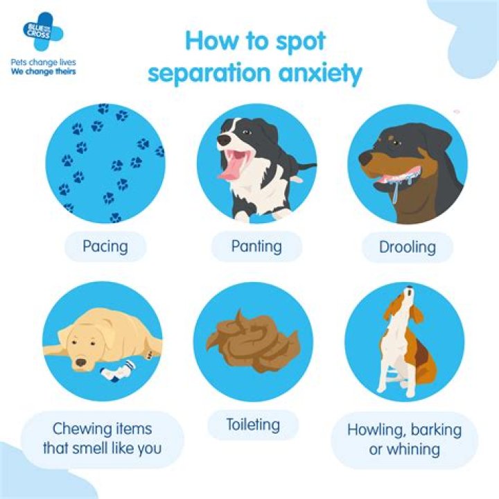 How do you break a dog of separation anxiety?