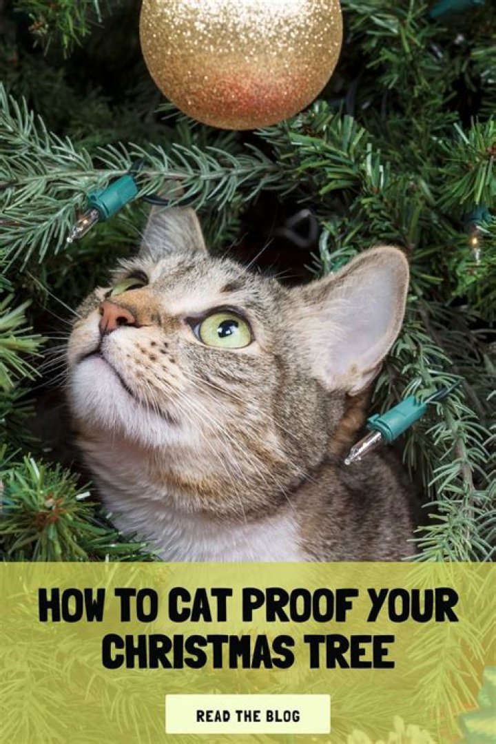 How do you cat proof a Christmas tree?