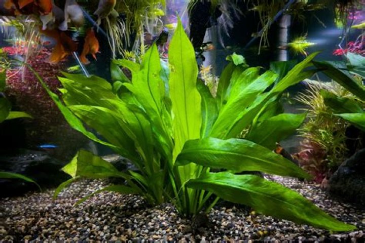 How do you clean aquarium plant leaves?