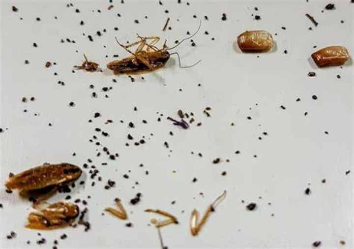 How do you clean roach droppings?