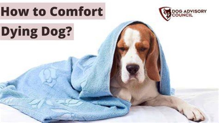 How do you comfort a high dog?