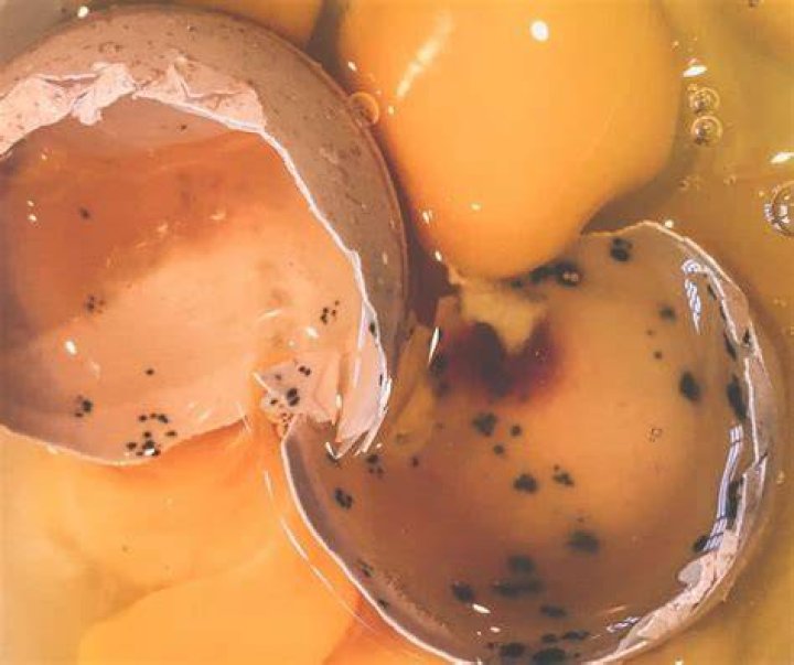 How do you dispose of a rotten egg?