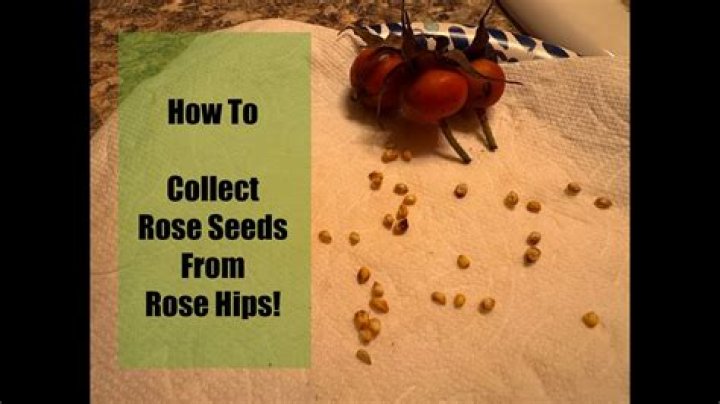 How do you extract seeds from roses?