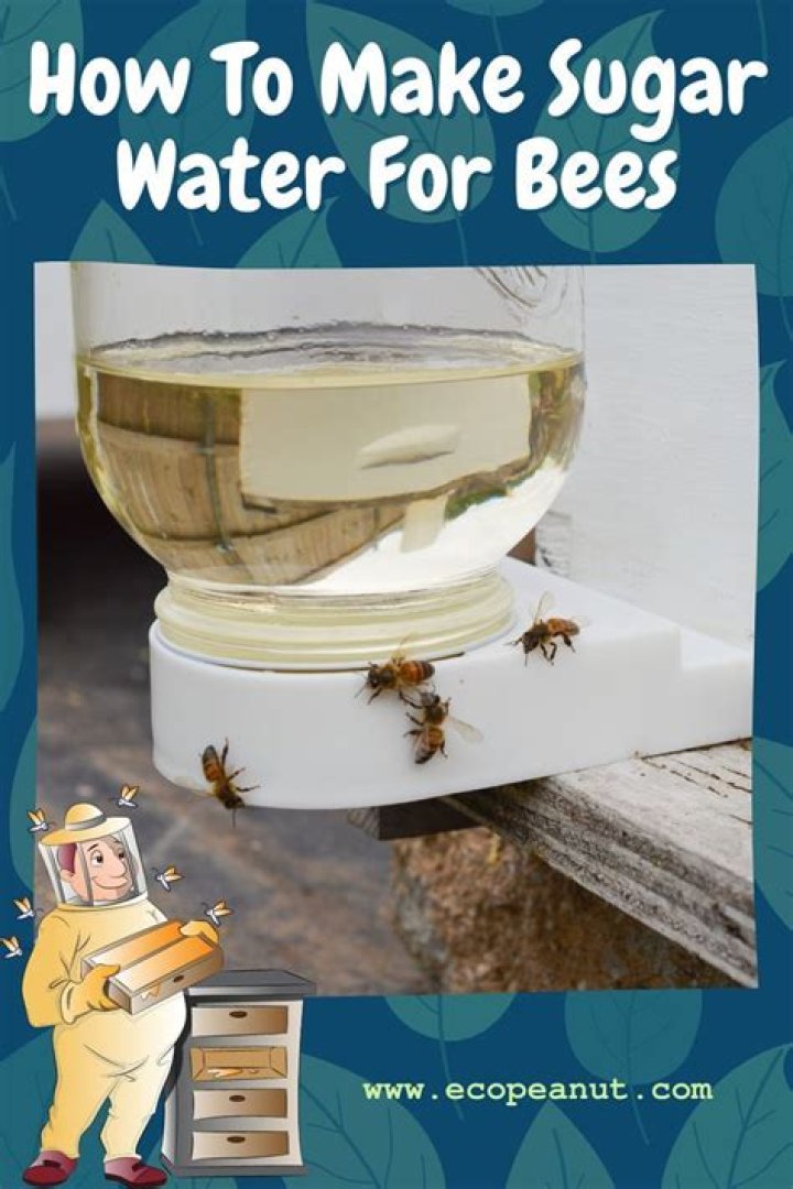 How do you feed a ladybug with sugar water?