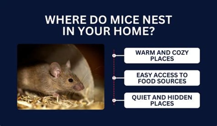 How do you find a mouse nest?