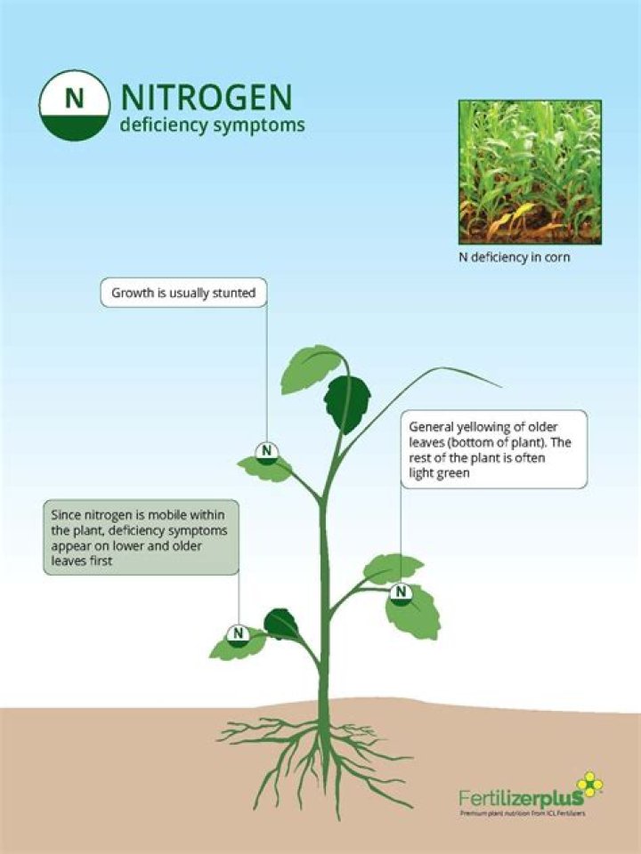 How do you fix nitrogen deficiency in lawn?