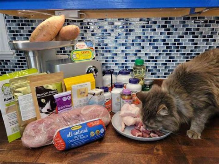 How do you gain a cat's trust?