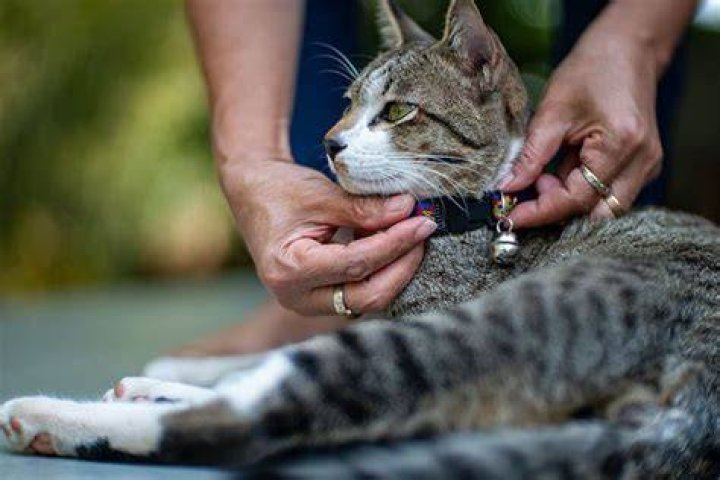 How do you get a cat used to a collar?