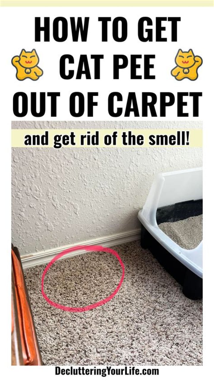 How do you get cat pee smell out of floor?