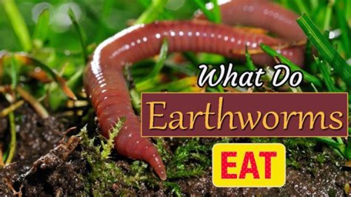 How do you get earthworms in your yard?