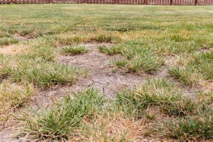 How do you get grass to spread to bare spots?