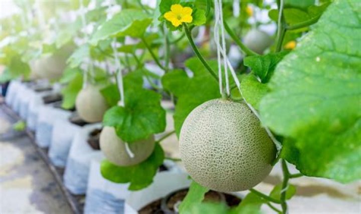 How do you get rid of honeydew on trees?