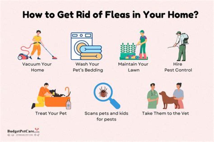 How do you get rid of rats in your house fast?
