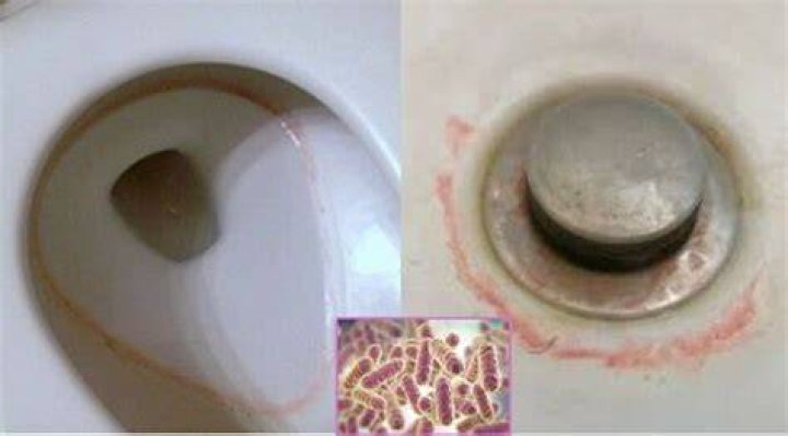 How do you get rid of Serratia marcescens in the toilet?