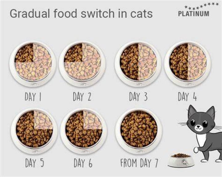 How do you gradually change cat food?