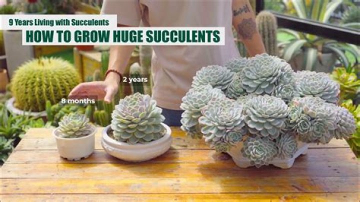 How do you grow multiple succulents?
