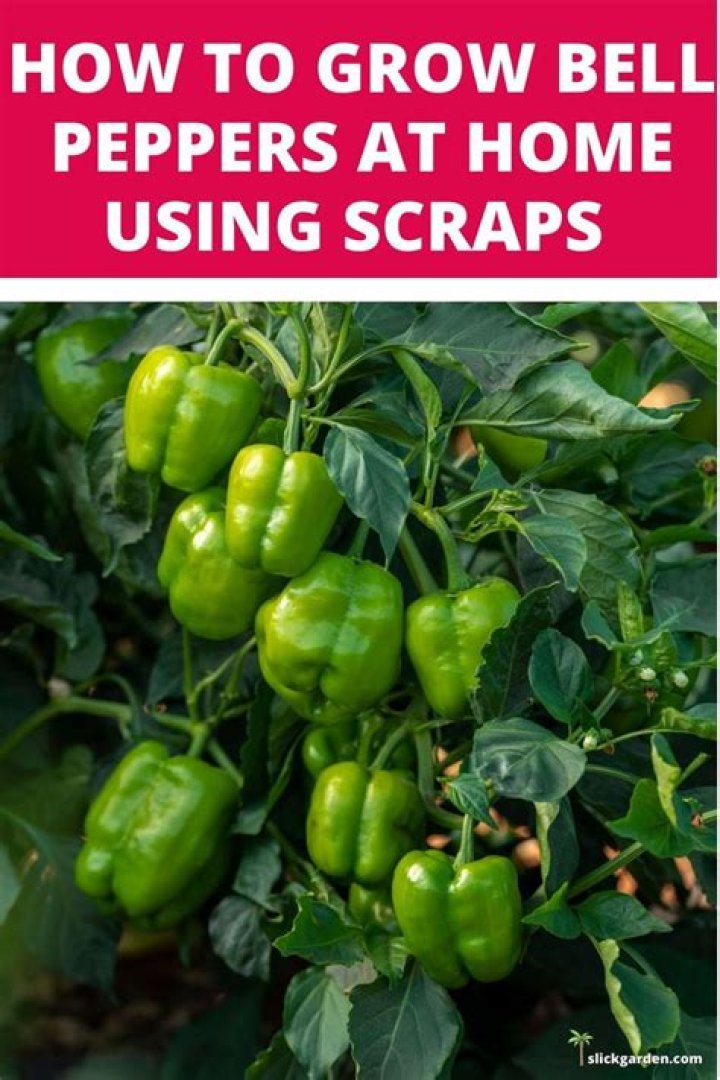 How do you grow peppers from scraps?