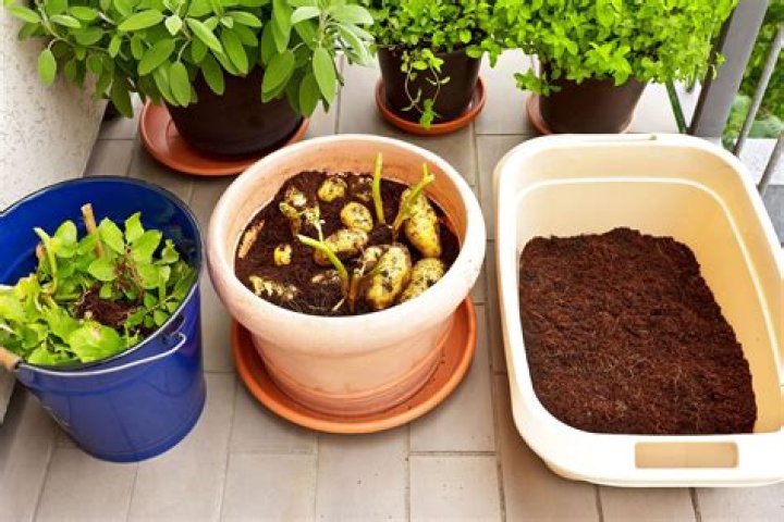 How do you grow potatoes in a small room?