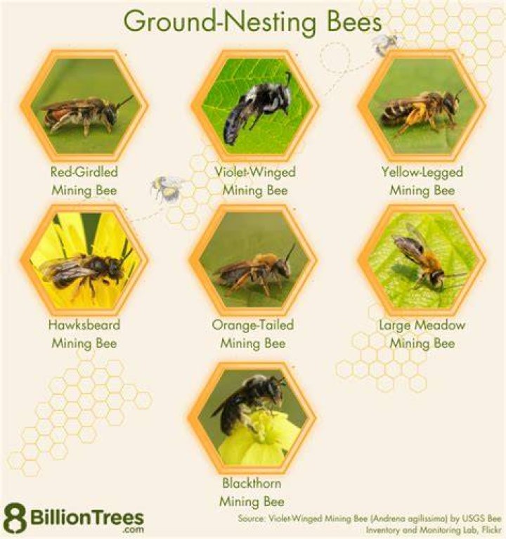 How do you identify ground bees?