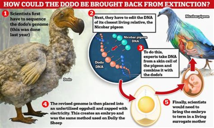 How do you keep a baby dodo alive in Ark?