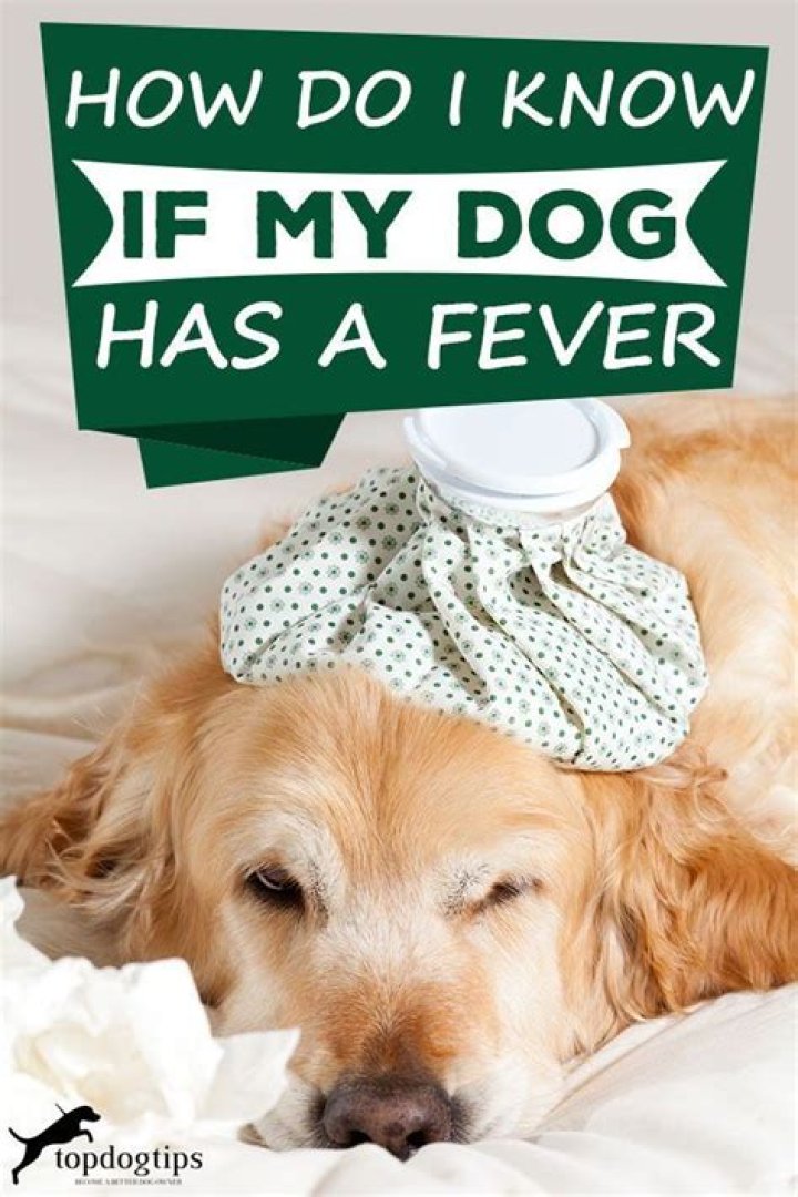 How do you know a dog has a fever?