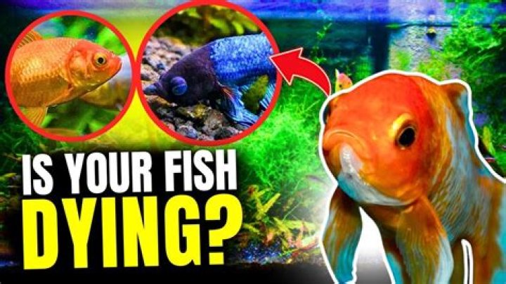 How do you know if a fish is dying?