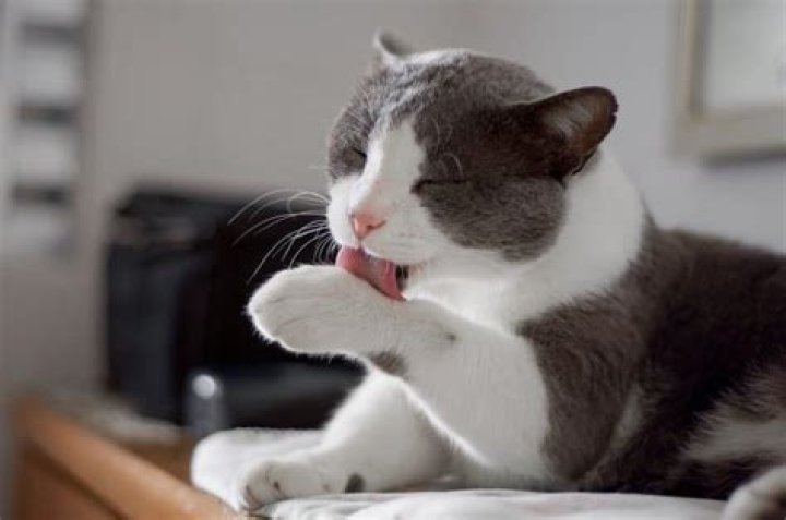 How do you know if cats are happy?