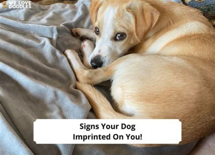 How do you know if your dog imprinted on you?