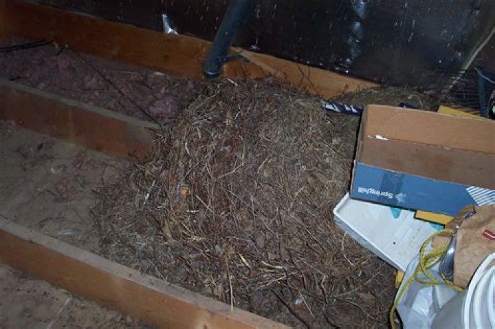 How do you locate a mouse nest?