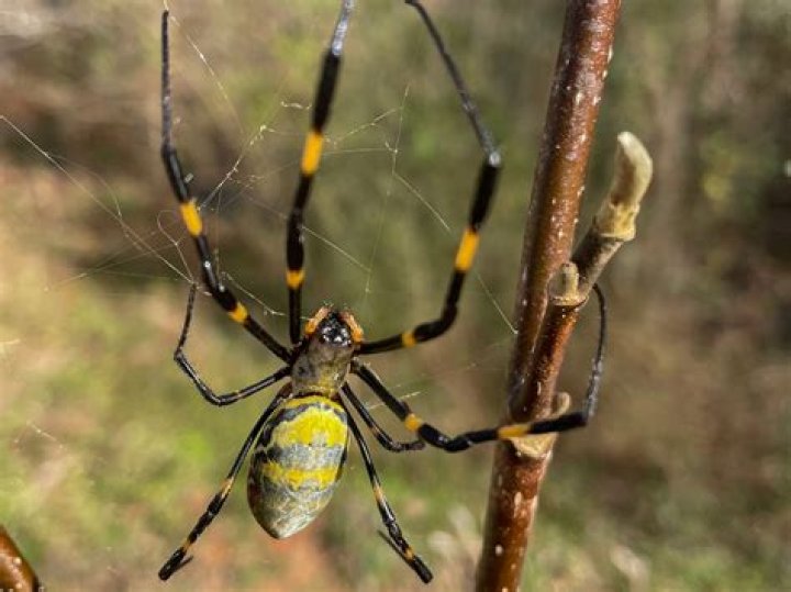 How do you lure a spider out?
