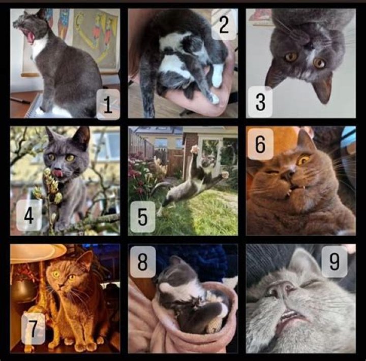 How do you make a cat hug you?
