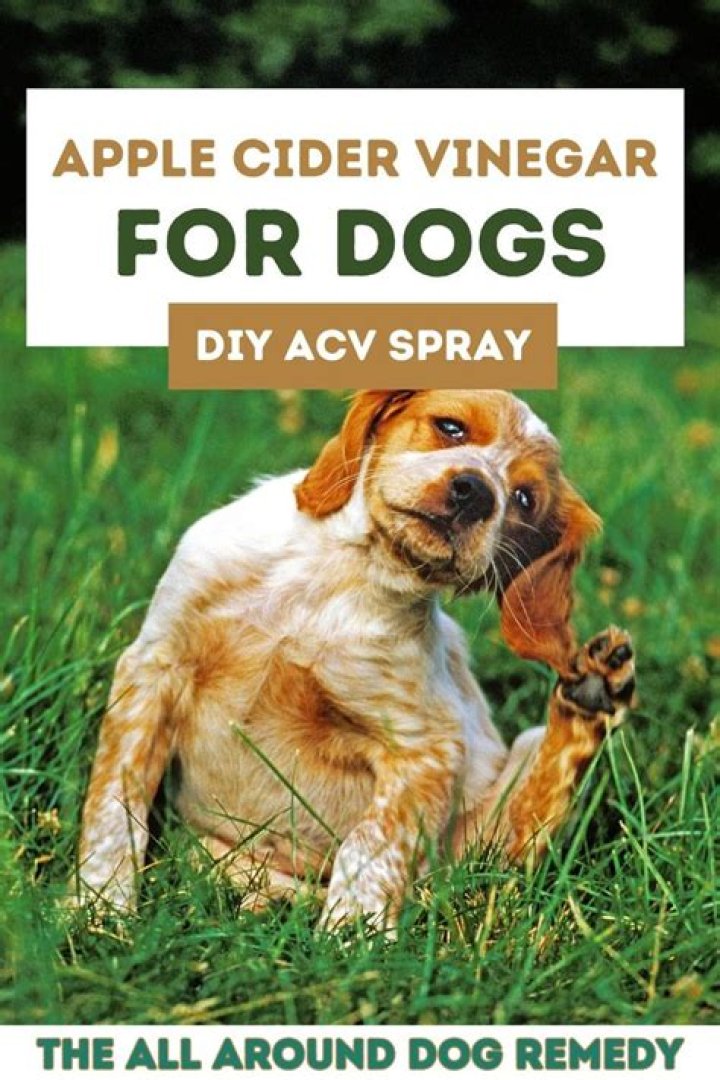 How do you make apple cider vinegar spray for dogs?