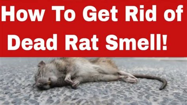 How do you mask a dead rat smell?