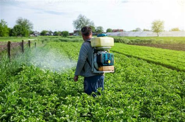 How do you remove pesticides from tea?
