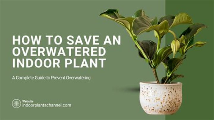 How do you revive an overwatered plant?