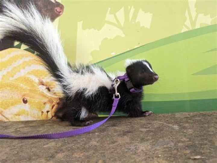 How do you say skunk in Navajo?