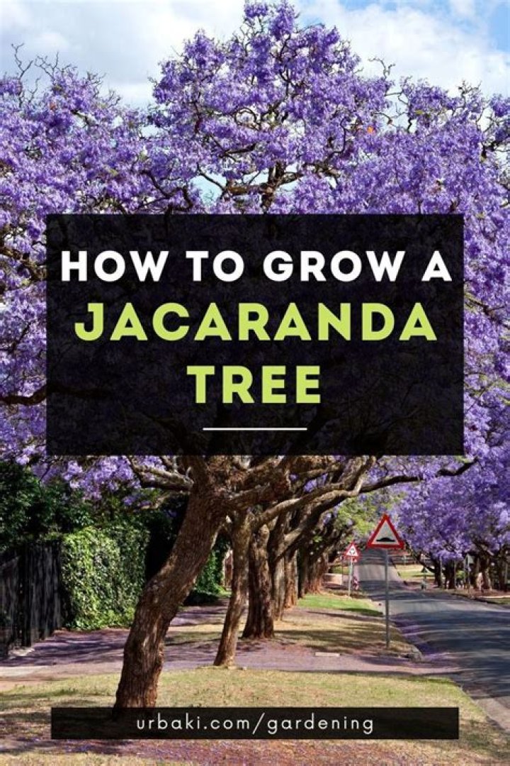 How do you speak jacaranda?